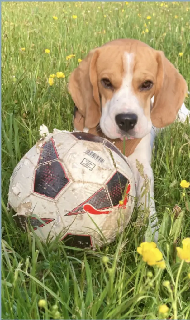 Der Hund von Sandra Rademacher